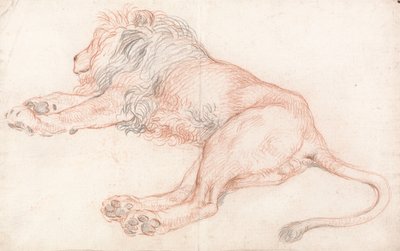 Study of a Lion, Resting by Unbekannt Unbekannt